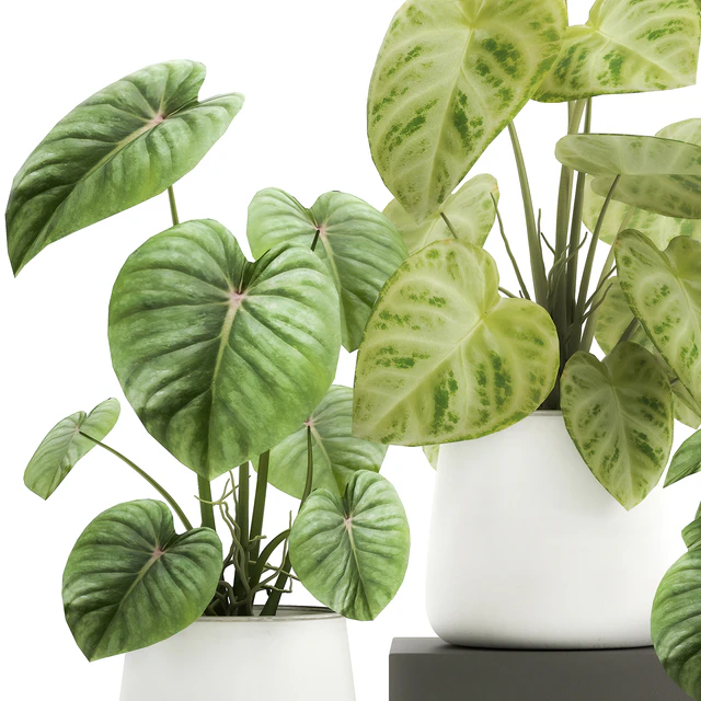 Exotic small flower Anthurium crystal in a white pot flowerbed, Philodendron. Set 890. — Descargar