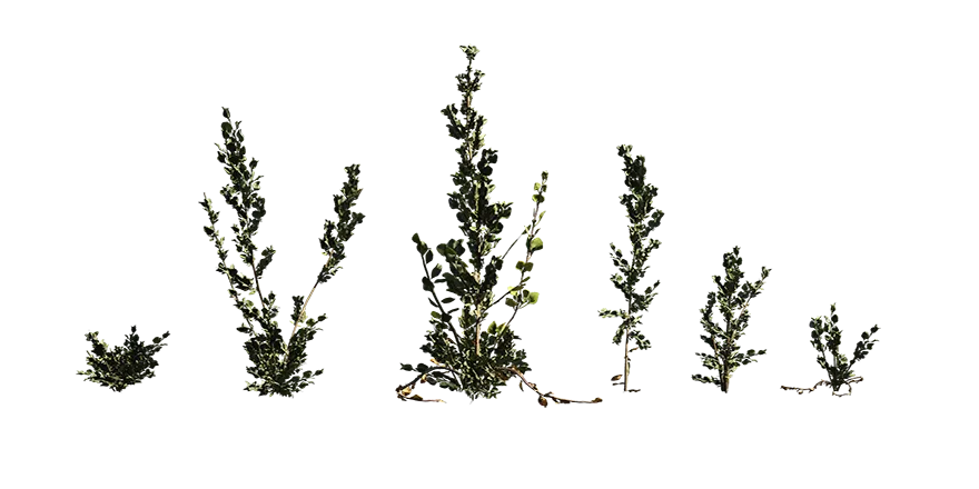saltbush 001 — Скачать