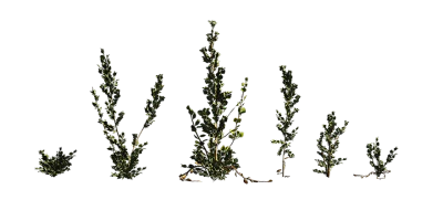 saltbush 001 — Скачать