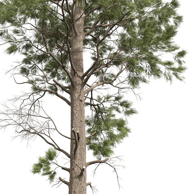Pinus Palustris and Sphaeropteris Lepifera — Descargar