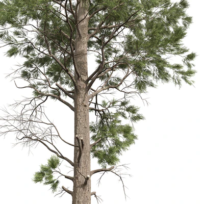 Pinus Palustris and Sphaeropteris Lepifera — Ver 4