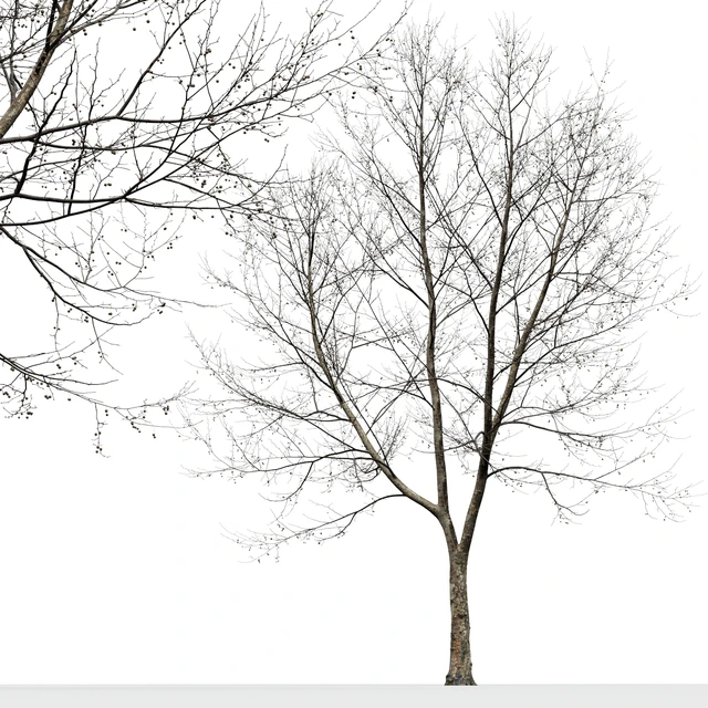 Платан / Sycamore / Platanus #9 — Скачать