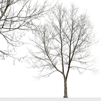 Платан / Sycamore / Platanus #9 — Вид 6
