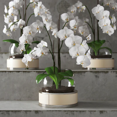 Orchid ART Auctor — Ver 2