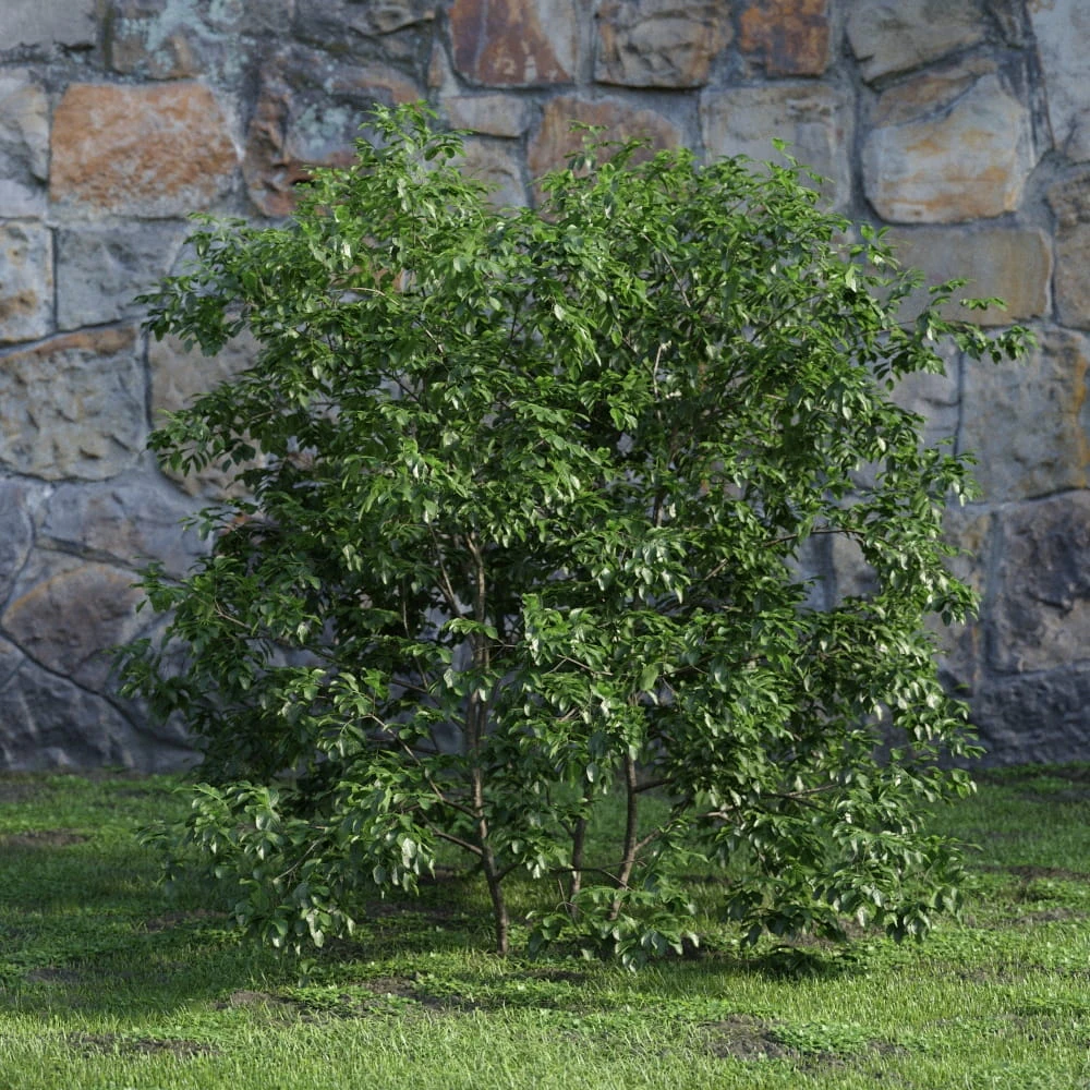 plants and bushes 047 — Скачать