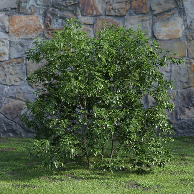 plants and bushes 047 — Скачать