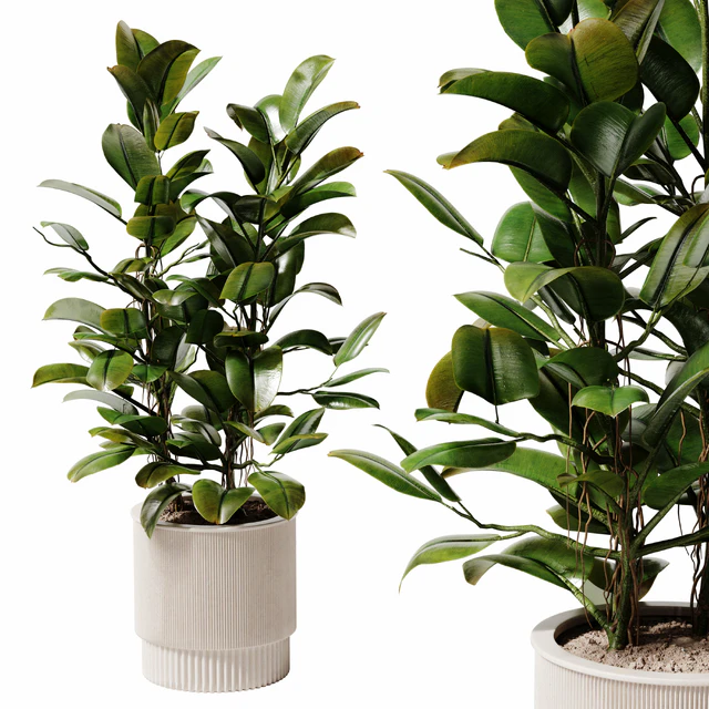 Indoor Plant 28 - Potted Ficus — Download