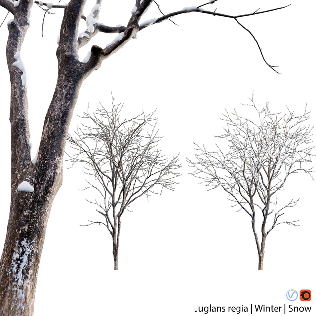 Juglans regia - Common walnut - winter - snow — Descargar