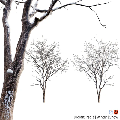 Juglans regia - Common walnut - winter - snow — Ver 1