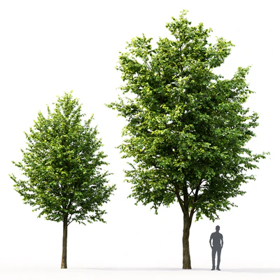 Tilia platyphyllos # 3 (7.6-10.5m) — Ver 3