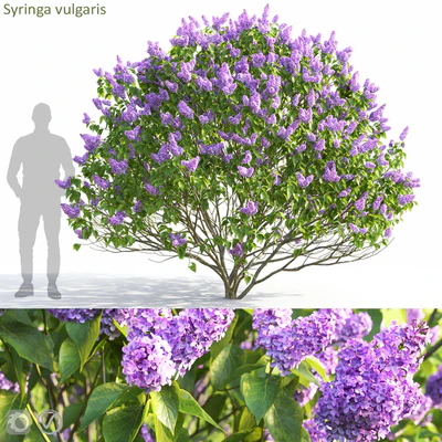 Syringa vulgaris — Вид 1
