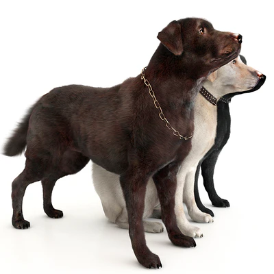 Labradors — Ver 3
