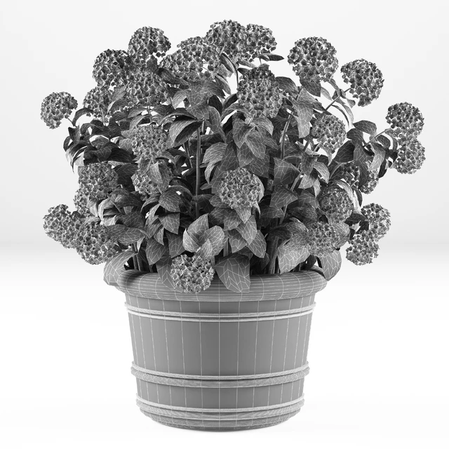 Hortense in a plant | Hydrangea macrophylla — Download