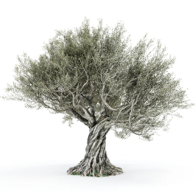 Olive tree 2 — Descargar