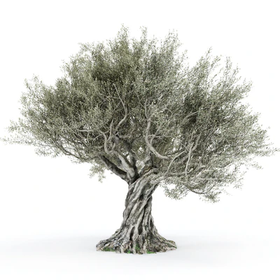 Olive tree 2 — Ver 3