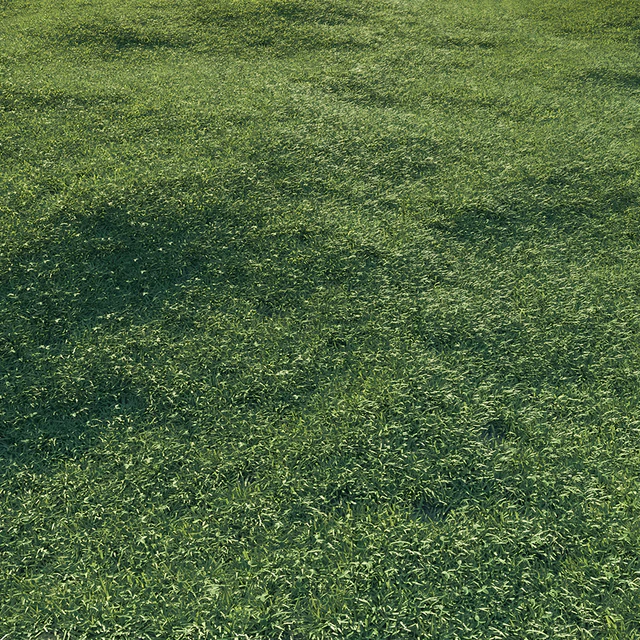 Lawn grass — Descargar
