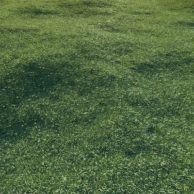 Lawn grass — Ver 5