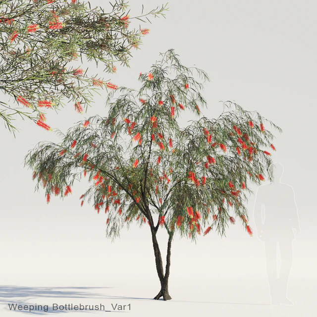 Weeping Bottlebrush Var1 — Descargar