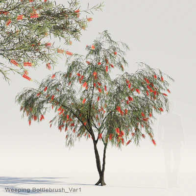 Weeping Bottlebrush Var1 — Descargar