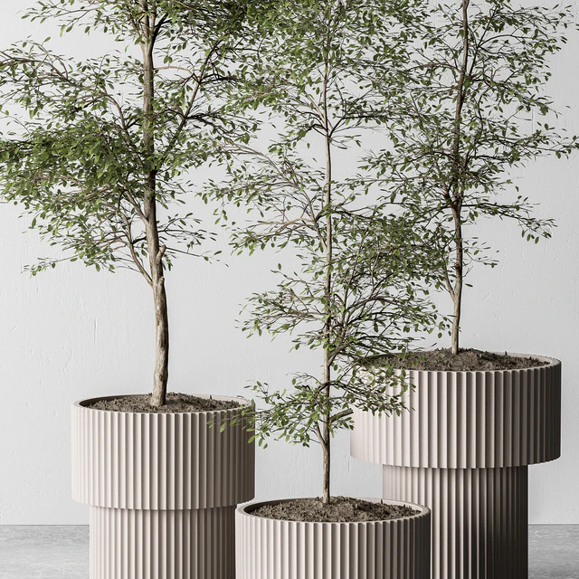 indoor Plant 497 - Sapling Tree — Descargar