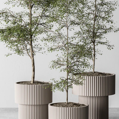 indoor Plant 497 - Sapling Tree — Ver 3