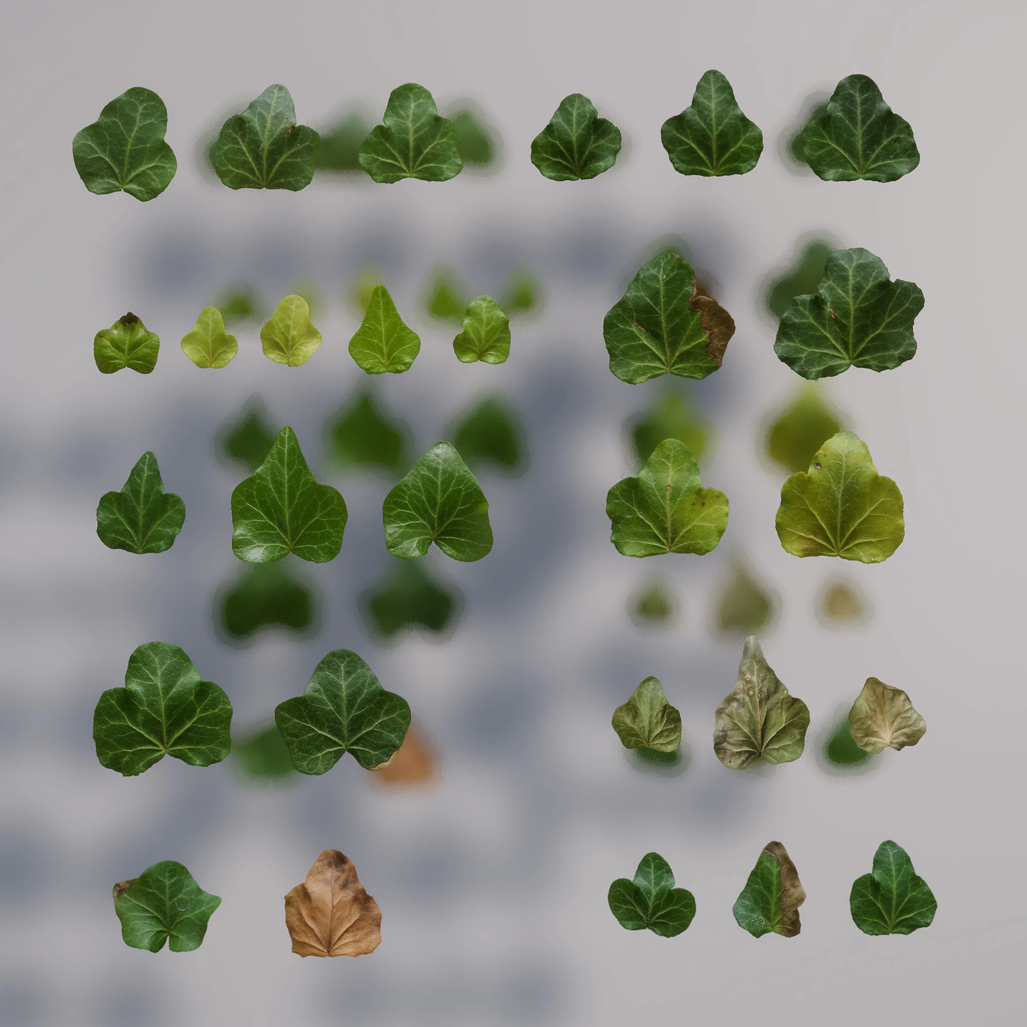 hedera helix wonder — Скачать