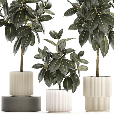 Beautiful tree in a pot Ficus rubbery, elastica, Ficus Abidjan, Ficus Robusta. Plant collection 1243 — Ver 6