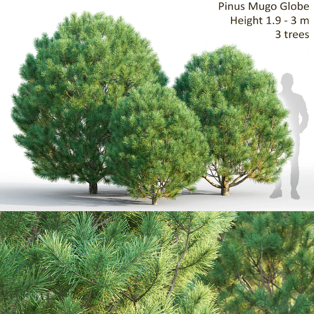Pine — Скачать