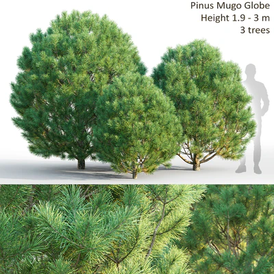 Pine — Вид 1