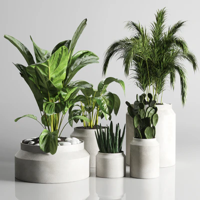 collection Indoor plant 33-concrate vase — Ver 1
