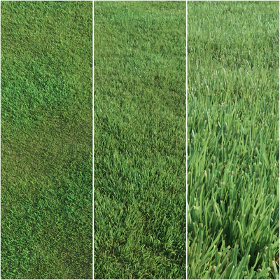Lawn grass — Ver 1