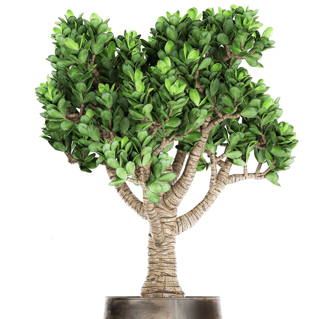 Collection of plants in metal pots with flower Crassula. Set 930. — Descargar