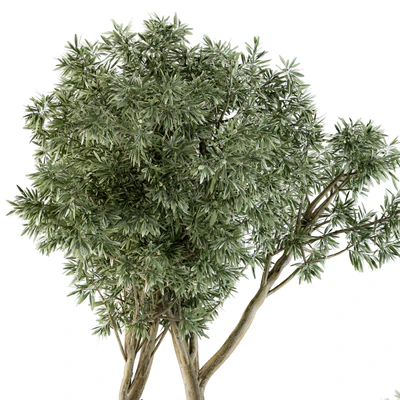 Outdoor Plants Tree in pot - Set 90 — Вид 4