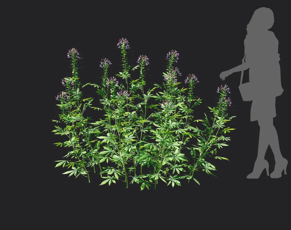 cleome spinosa 003 — Descargar