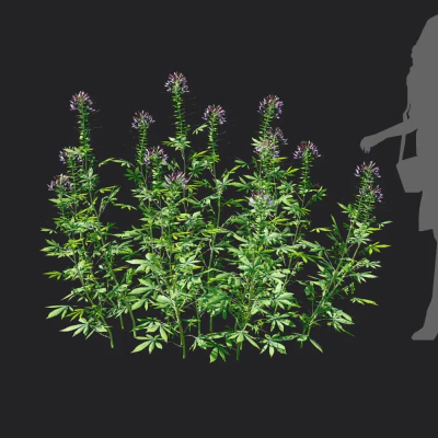 cleome spinosa 003 — Descargar