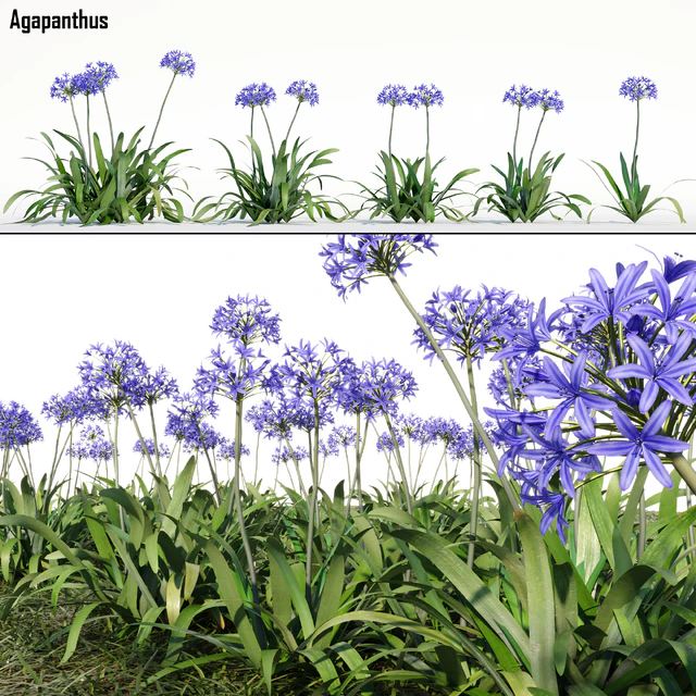 Agapanthus — Скачать