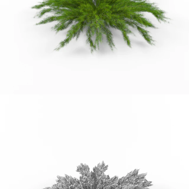 Juniper horizontal | Juniperus horizontalis — Descargar