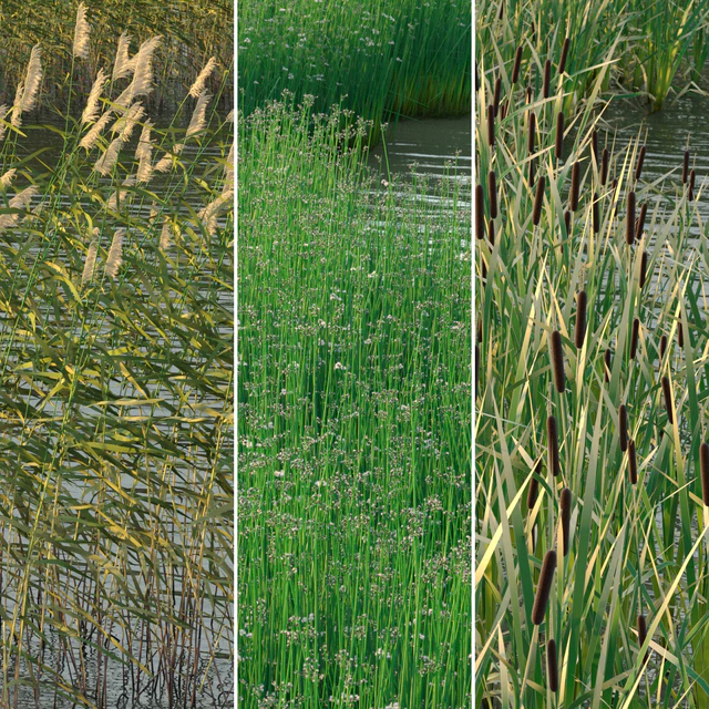 Aquatic plants — Descargar
