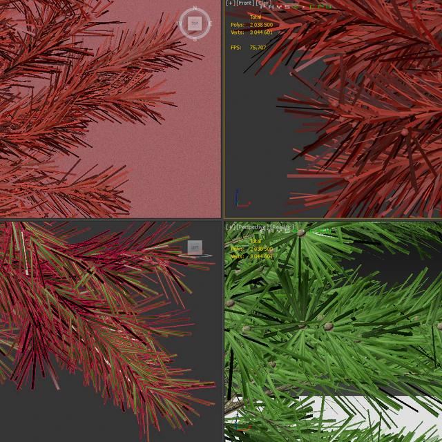 Young spruce — Descargar