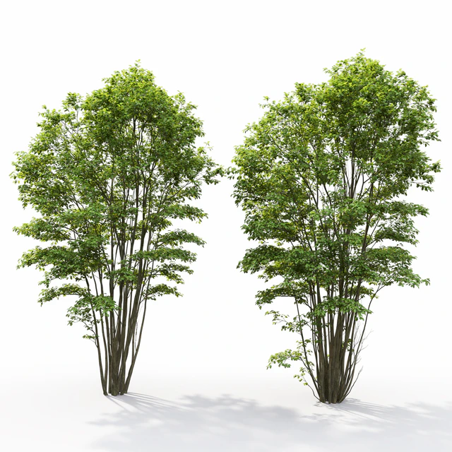 Amelanchier #5 — Скачать