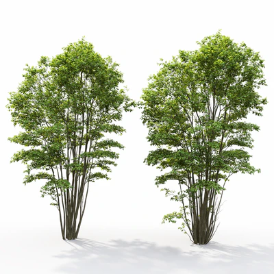 Amelanchier #5 — Вид 5