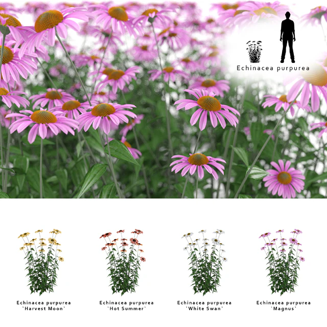 Echinacea purpurea bush | Echinacea purpurea — Descargar