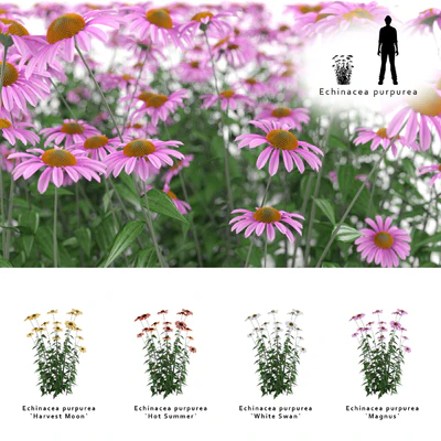 Echinacea purpurea bush | Echinacea purpurea — Ver 1