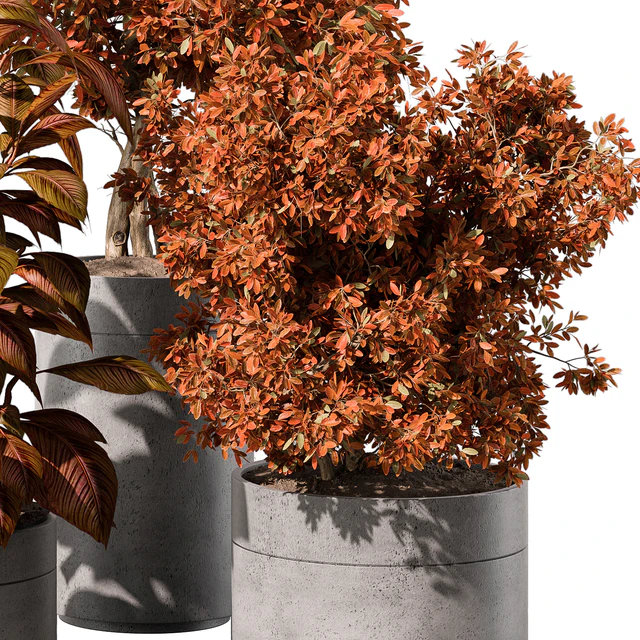indoor Plant 463 - Tree and Bush — Скачать
