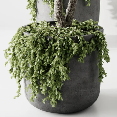 Indoor Plant — Вид 6