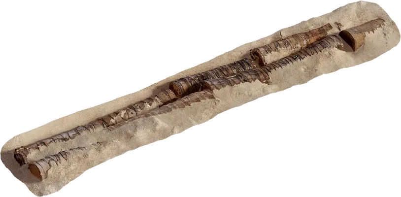 thai beach dead palm trunk 001 — Descargar