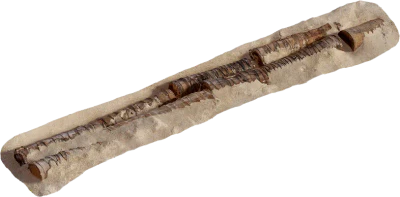 thai beach dead palm trunk 001 — Descargar