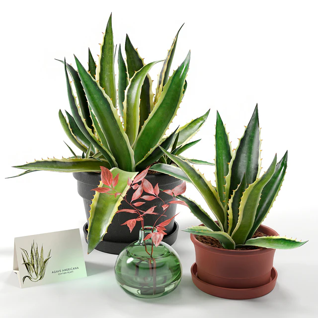 Agave set 01 — Скачать