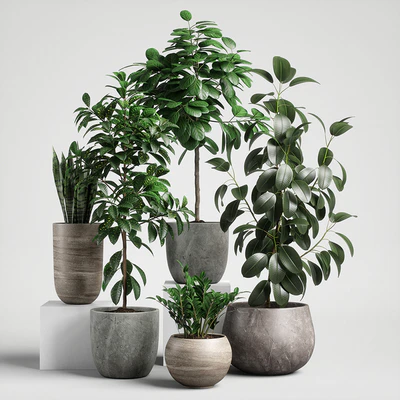plants set 10 — Ver 1