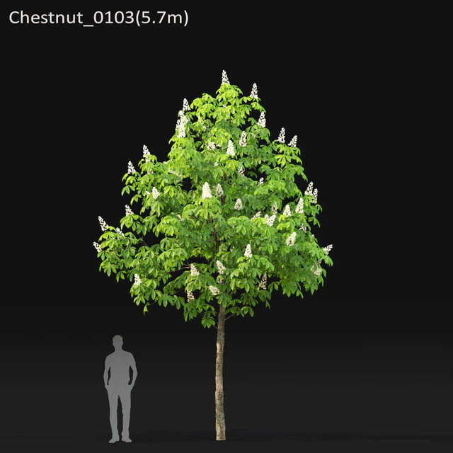 Chestnut (5-5.7m) — Descargar